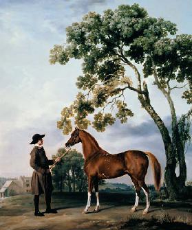 Infirmiers de cheval avec le Arabe-cheval Lord Grosvenor