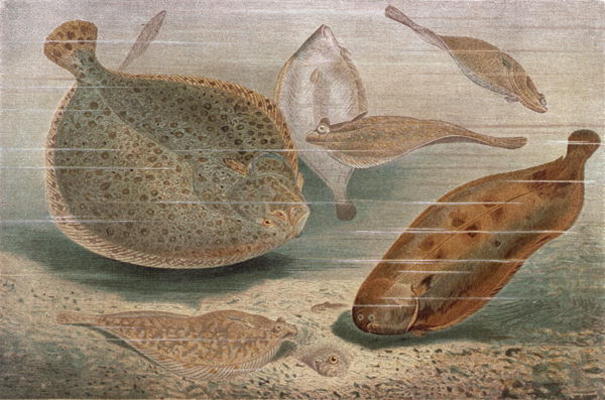 Flat fish, plate from Brehms Tierleben: Allgemeine Kunde des Tierreichs, vol.8, p.224, published by à École allemande, (19ème siècle)