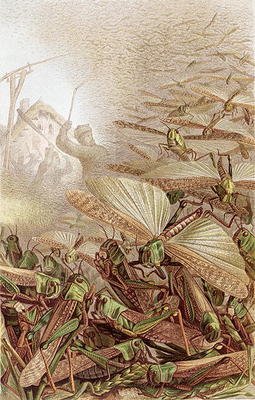 Swarm of Migratory Locusts, plate from Brehms Tierleben: Allgemeine Kunde des Tierreichs, vol.9, p.5 à École allemande, (19ème siècle)