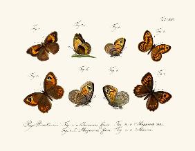 Butterflies