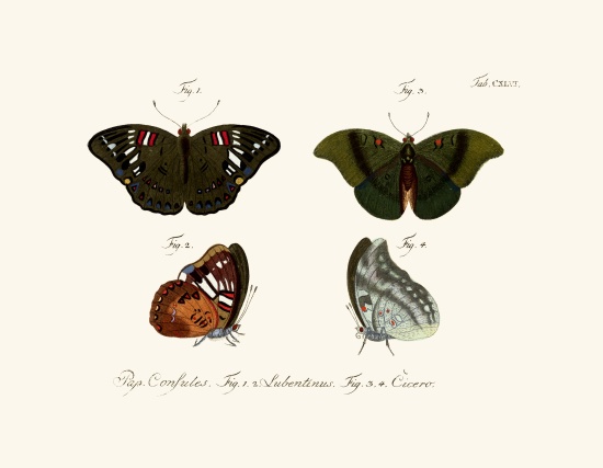 Butterflies à École allemande, (18ème siècle)