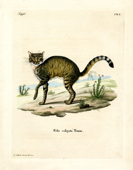 African Wildcat à École allemande, (19ème siècle)