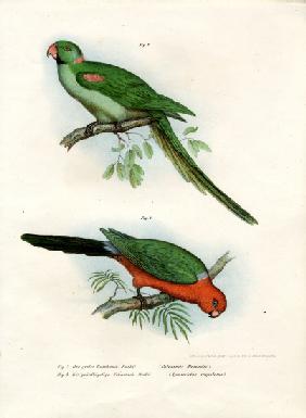 Alexandrine Parakeet