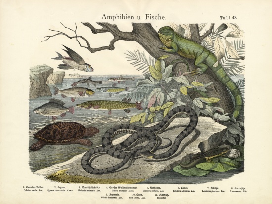 Amphibians and Fishes, c.1860 à École allemande, (19ème siècle)