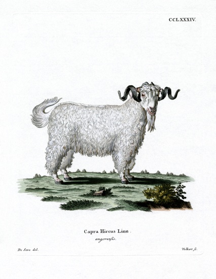 Angora Goat à École allemande, (19ème siècle)