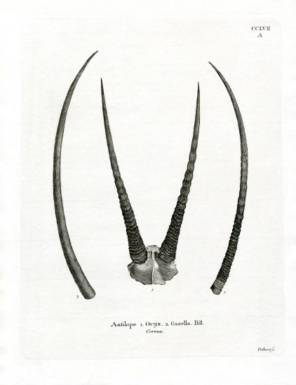 Arabian Oryx Horns à École allemande, (19ème siècle)