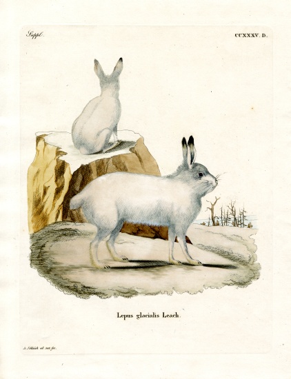 Arctic Hare à École allemande, (19ème siècle)