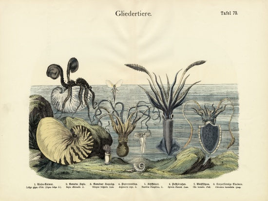 Arthropods, c.1860 à École allemande, (19ème siècle)
