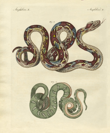 Awful snake à École allemande, (19ème siècle)