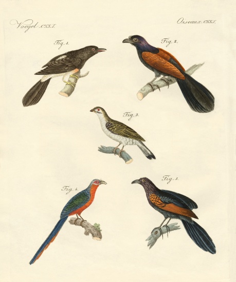 Beautiful climbing birds à École allemande, (19ème siècle)