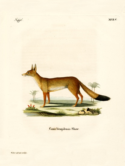 Bengal Fox à École allemande, (19ème siècle)