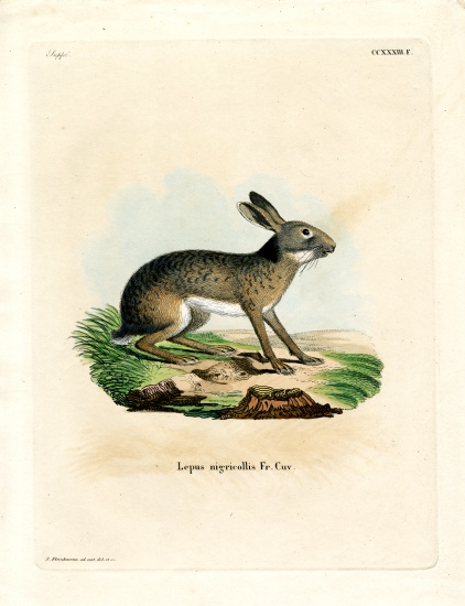 Black-naped Hare à École allemande, (19ème siècle)