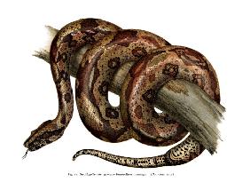 Boa constrictor