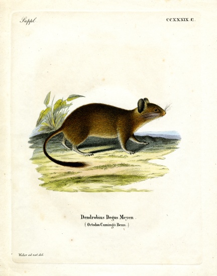 Brush-tailed Rat à École allemande, (19ème siècle)