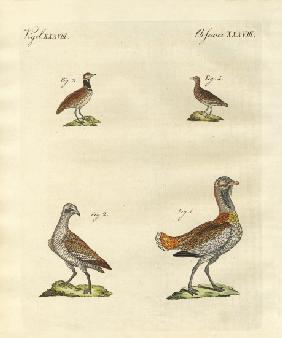 Bustards