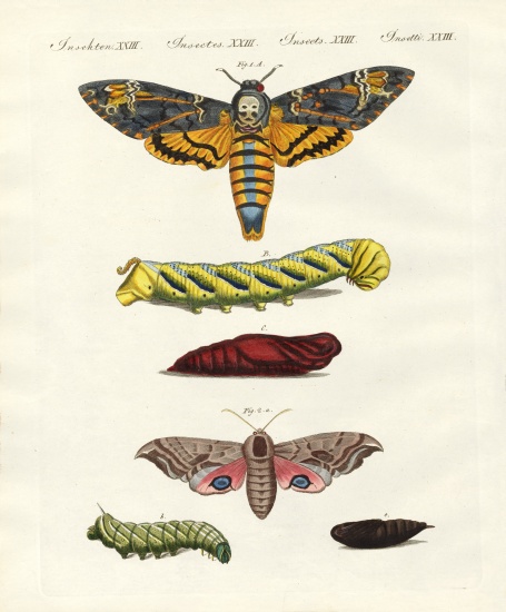 Butterflies -- twilight butterflies à École allemande, (19ème siècle)
