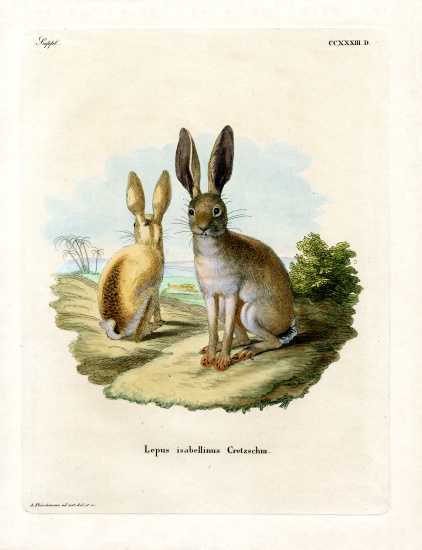Cape Hare à École allemande, (19ème siècle)