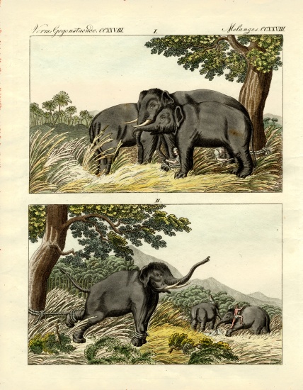Capture of elephants by decoy elephant à École allemande, (19ème siècle)