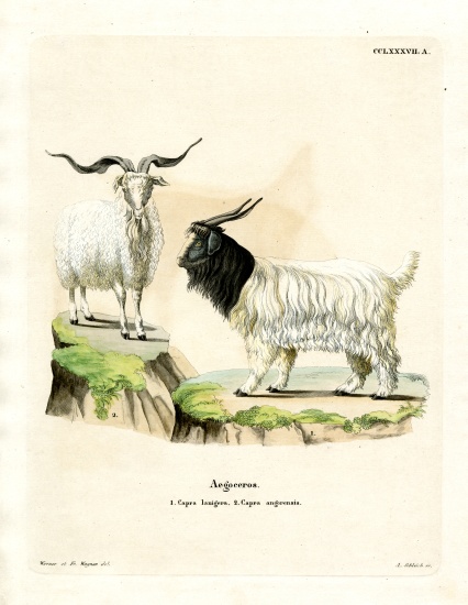 Cashmere Goat à École allemande, (19ème siècle)