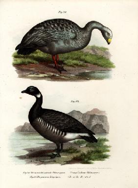 Cereopsis Goose