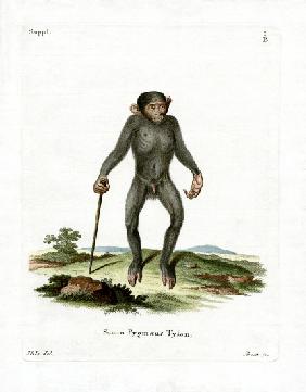 Chimpanzee