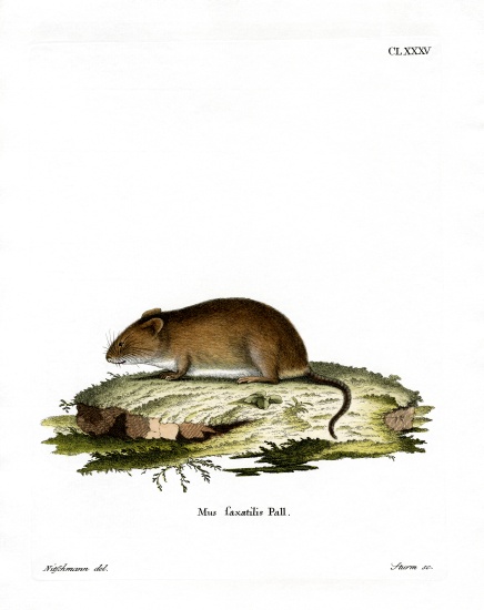 Cliff Mouse à École allemande, (19ème siècle)
