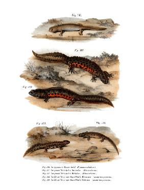 Clouded Salamander