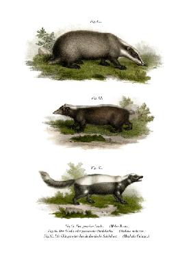 Common Badger