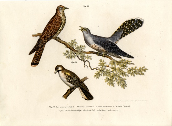Common Cuckoo à École allemande, (19ème siècle)