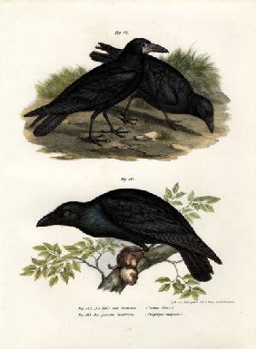 Common Raven