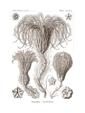 Crinoidea