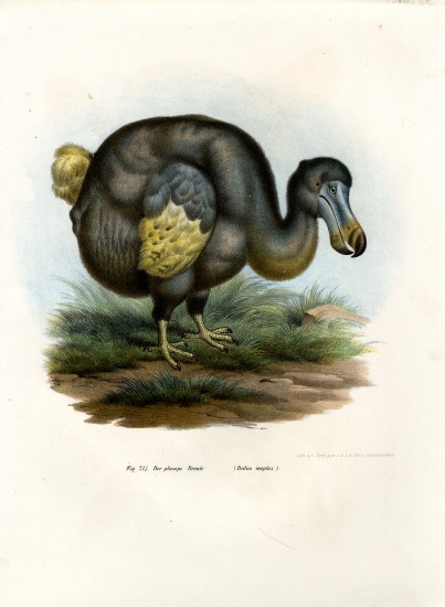 Dodo à École allemande, (19ème siècle)