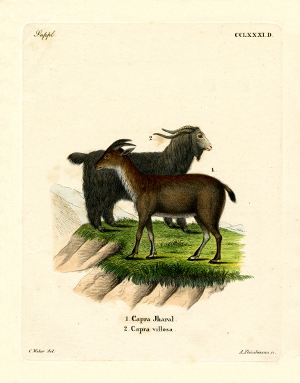 Domestic Goat à École allemande, (19ème siècle)