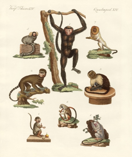 Eight kinds of monkeys à École allemande, (19ème siècle)