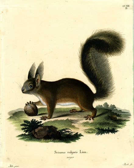 Eurasian Red Squirrel à École allemande, (19ème siècle)
