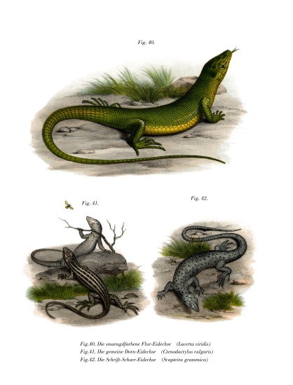 European Green Lizard à École allemande, (19ème siècle)