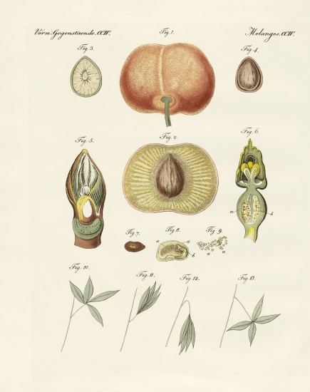 Evolution and reproduction of plants and sleep of the leaves à École allemande, (19ème siècle)