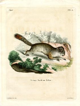 Franklin's Ground Squirrel