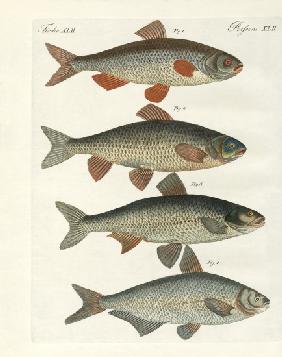 German river fish