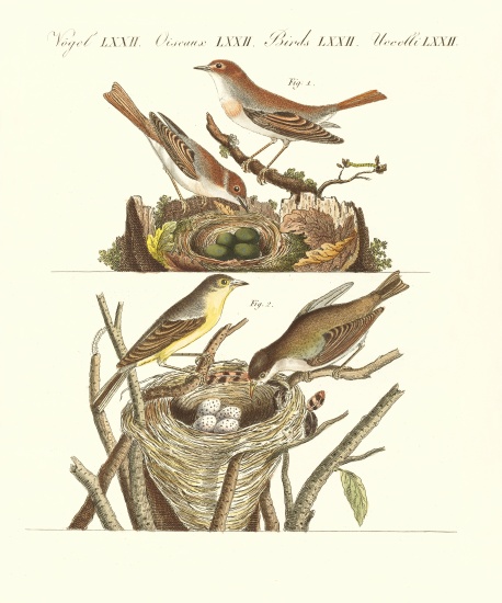 German singing birds à École allemande, (19ème siècle)