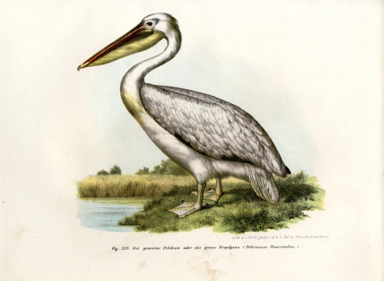 Great White Pelican à École allemande, (19ème siècle)