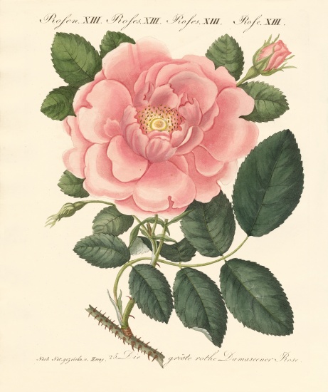 Kinds of roses à École allemande, (19ème siècle)
