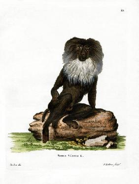 Lion-tailed Macaque