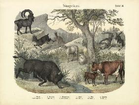 Mammals, c.1860