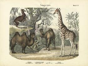 Mammals, c.1860