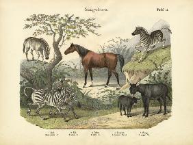 Mammals, c.1860