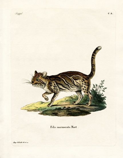 Marbled Cat à École allemande, (19ème siècle)