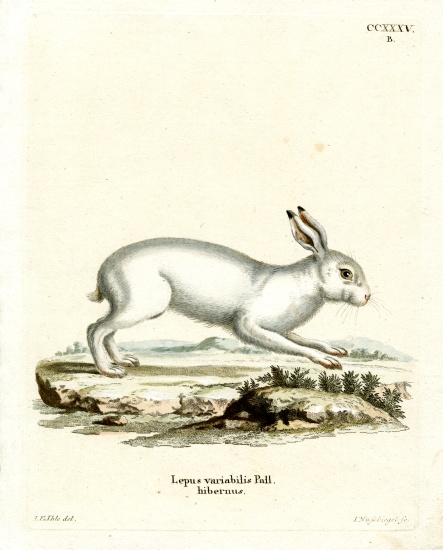 Mountain Hare à École allemande, (19ème siècle)