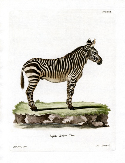 Mountain Zebra à École allemande, (19ème siècle)
