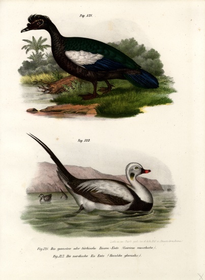 Muscovy Duck à École allemande, (19ème siècle)